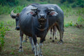 Buffalo Milk Bar Soap – Pre-Order